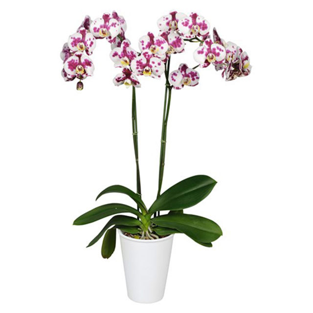 Phalaenopsis Palamos