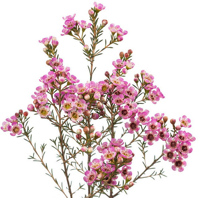 Hoya carnosa Violet