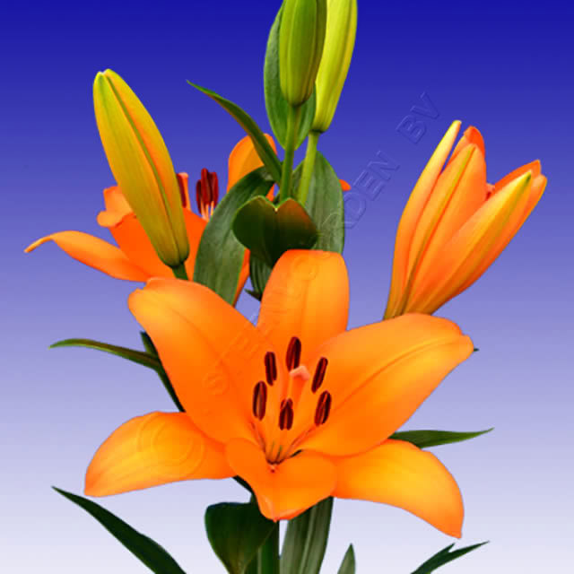Lilium LA Caesars Palace