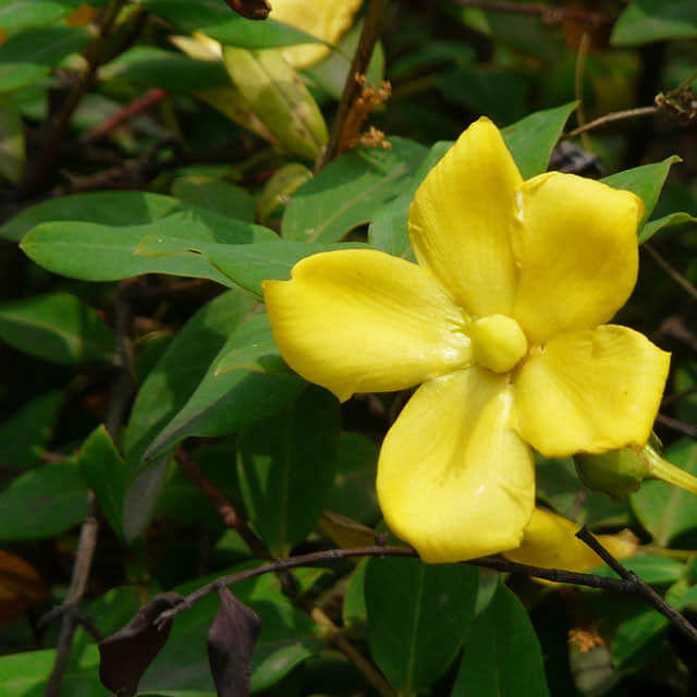 Hypericum patulum