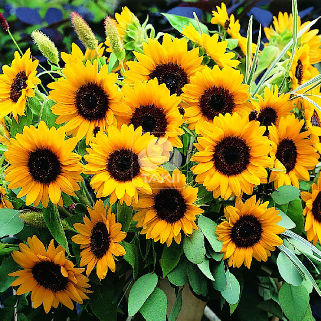 Helianthus Sunrich F1 Orange DMR