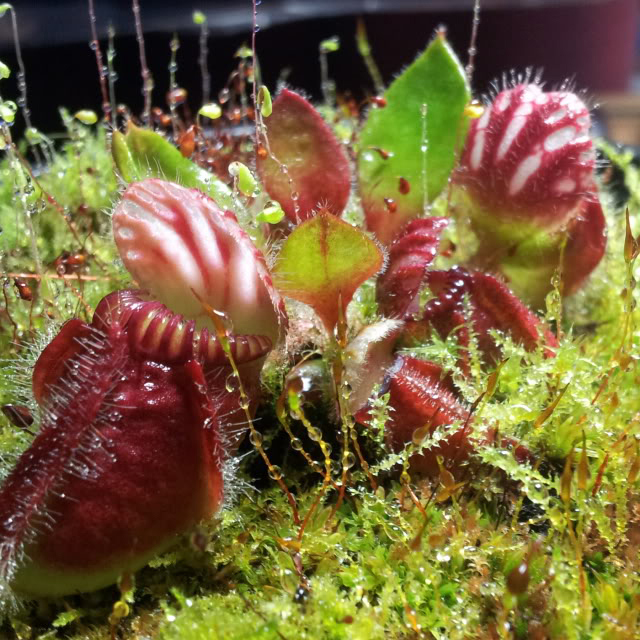 Sarracenia purpurea