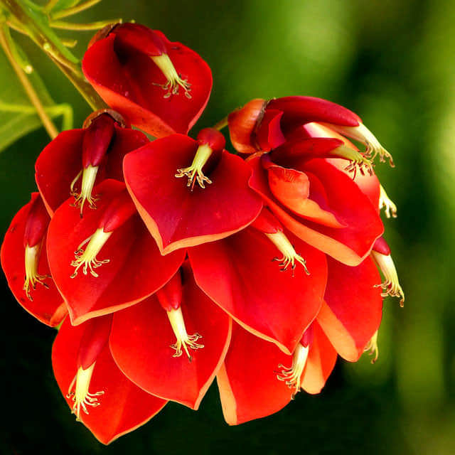 Erythrina crista galli
