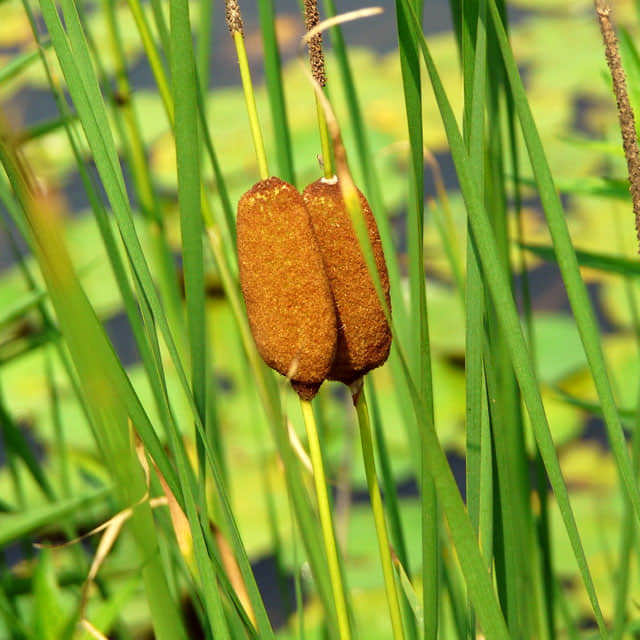 Typha minima