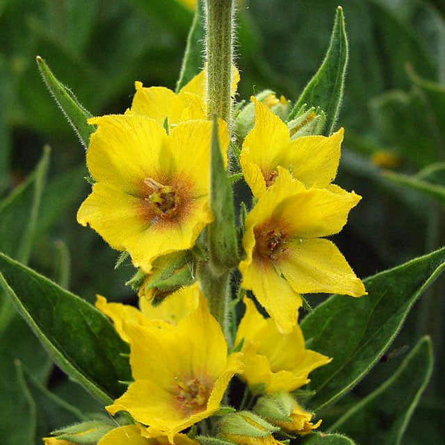 Lysimachia punctata