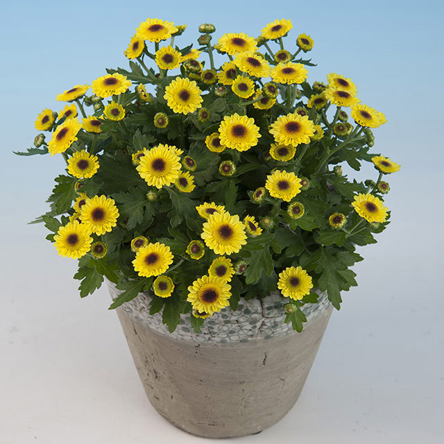 Chrysanthemum Pico Vivaz Fine Webbing