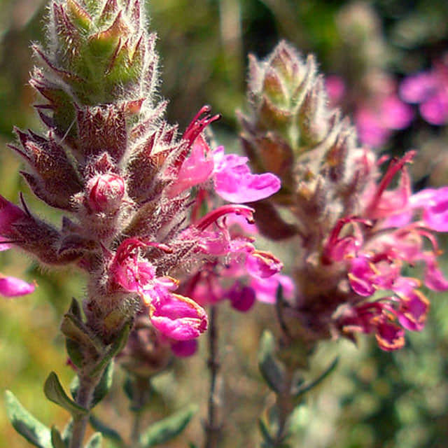 Teucrium marum