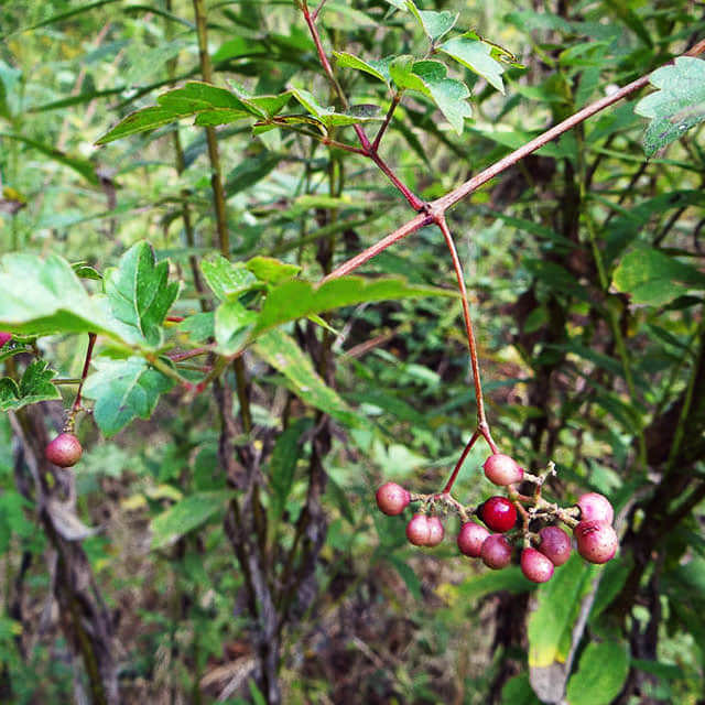 Ampelopsis arborea