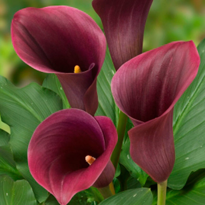 Zantedeschia Captain Promise