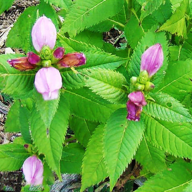 Chelone obliqua