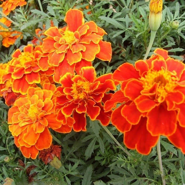 Tagetes patula White Powder