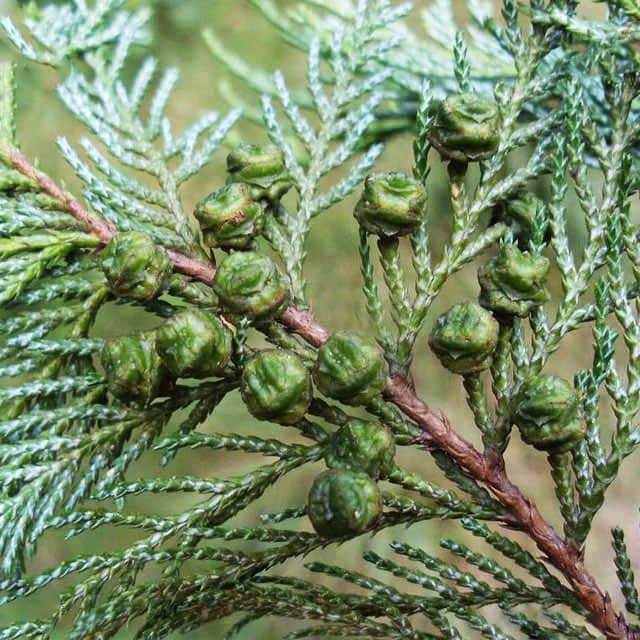 Chamaecyparis pisifera