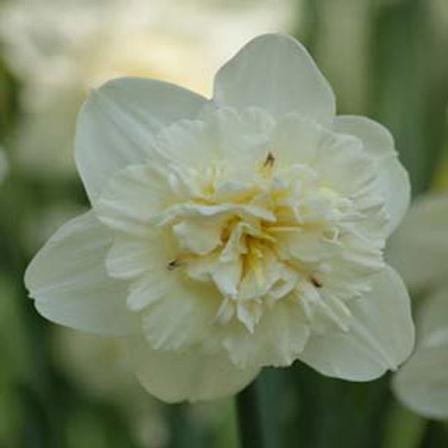 Narcissus Ice King