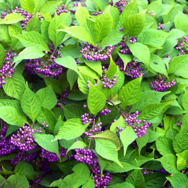 Callicarpa japonica