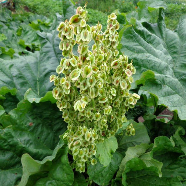 Rheum rhaponticum
