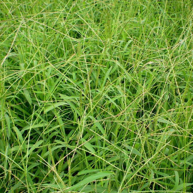Digitaria sanguinalis