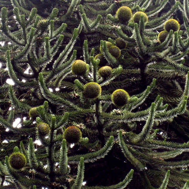 Araucaria araucana