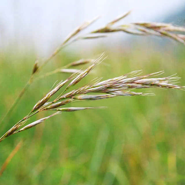 Helictotrichon schellianum