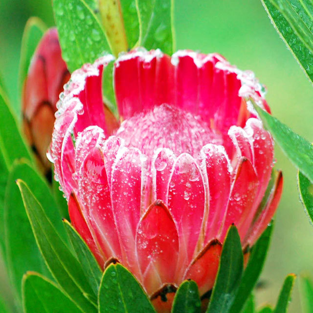 Protea Pink Duke