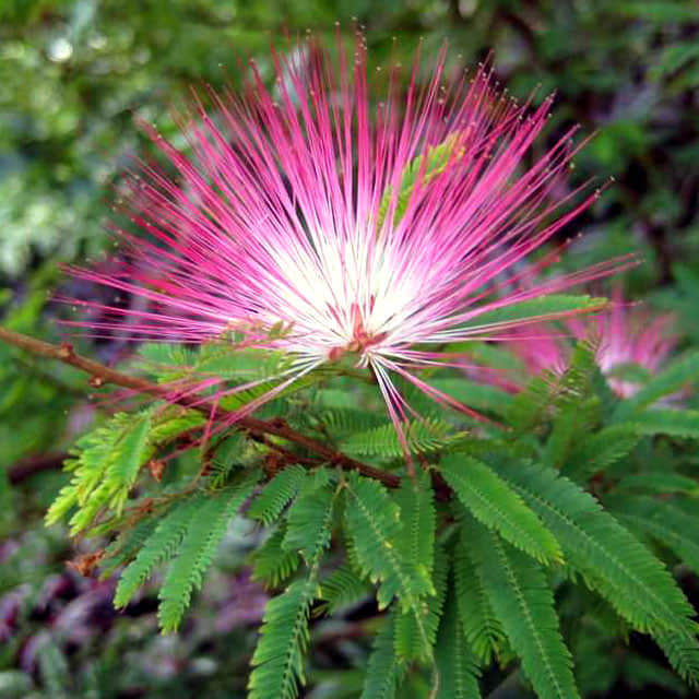Calliandra eriophylla
