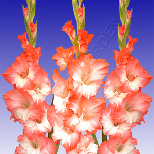 Gladiolus Pink Lady