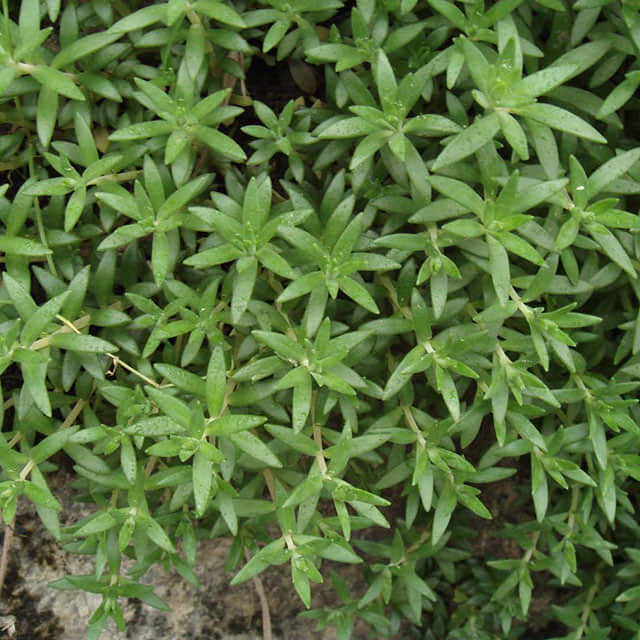 Sedum sarmentosum Drooping Leaves