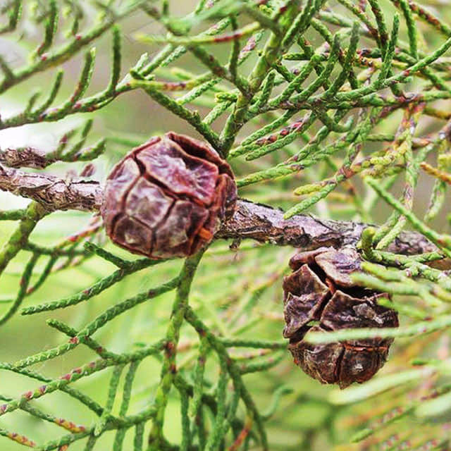 Cupressus arizonica
