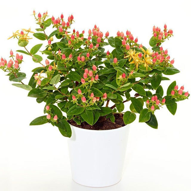 Hypericum Pink Pearl