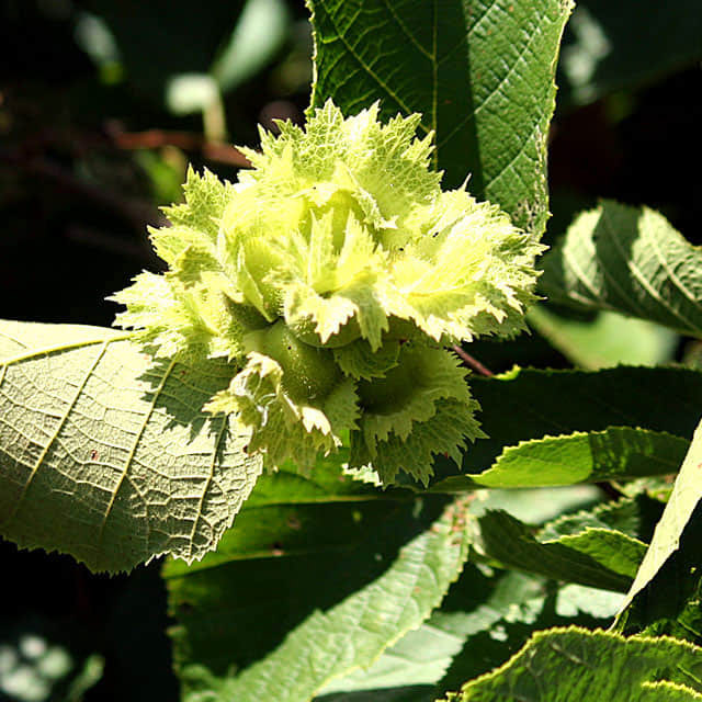Corylus americana