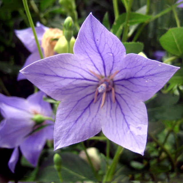 Campanula rotundifolia