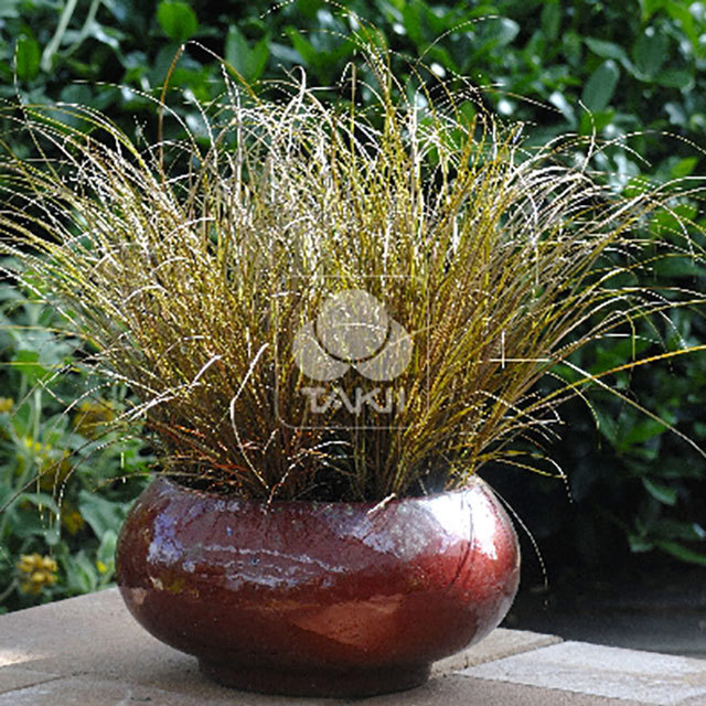 Carex flagellifera Auburn