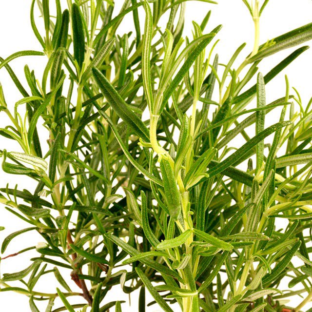Rosmarinus officinalis