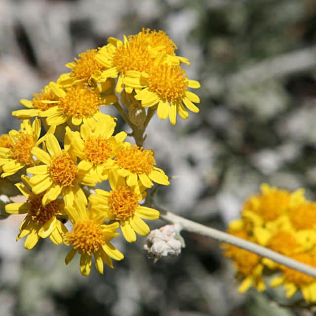 Senecio bicolor
