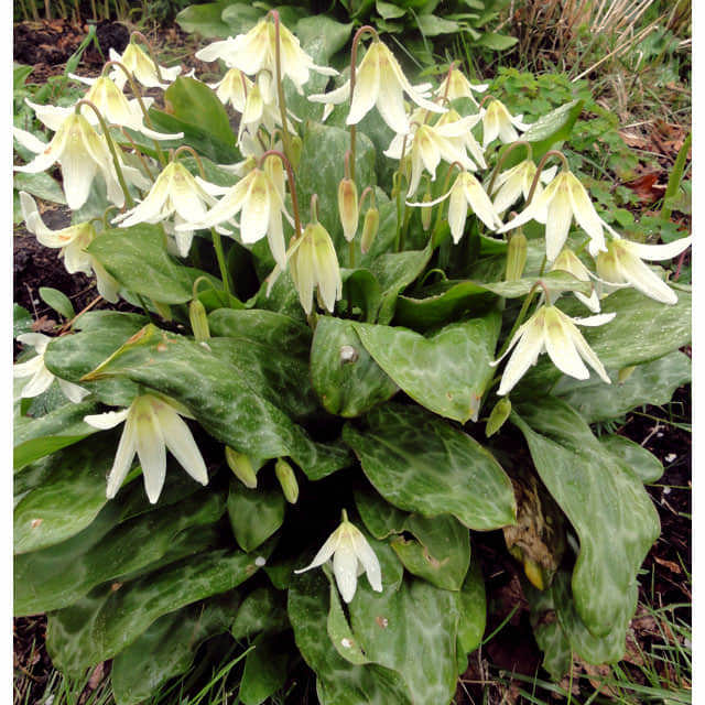 Erythronium oregonum