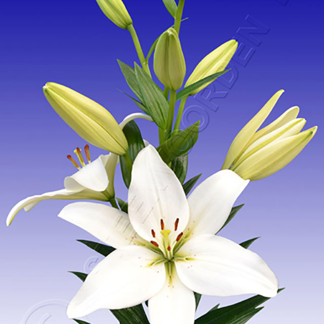 Lilium hybridum Arcachon