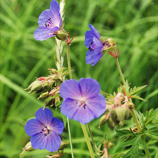 Geranium pratense