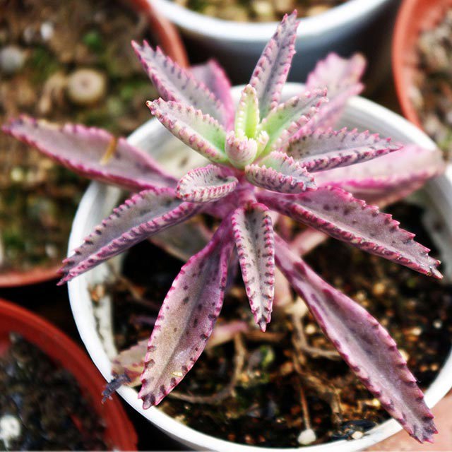 Kalanchoe serrata Sudden Leaf Drop