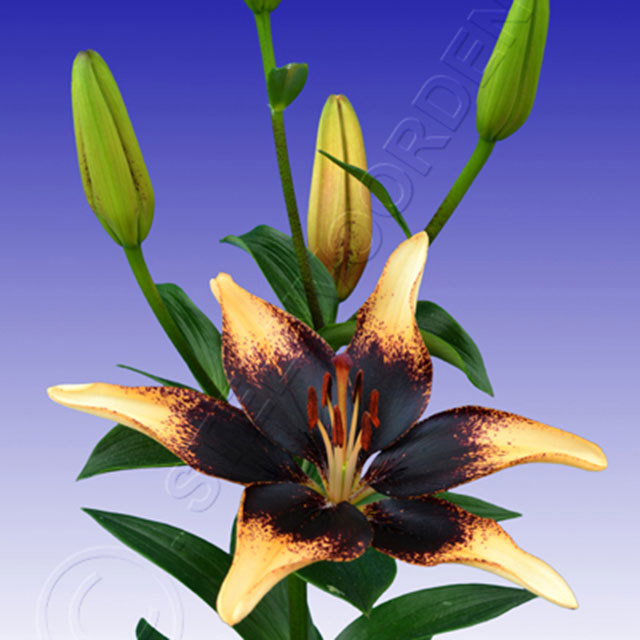 Lilium Starburst Sudden Leaf Drop
