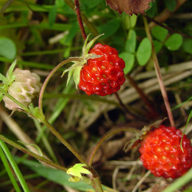 Fragaria virginiana Sudden Leaf Drop
