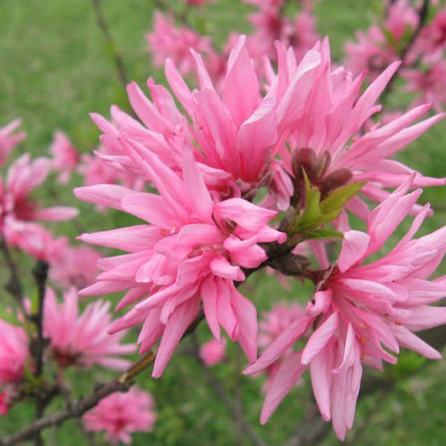 Prunus persica Chrysanthemoides
