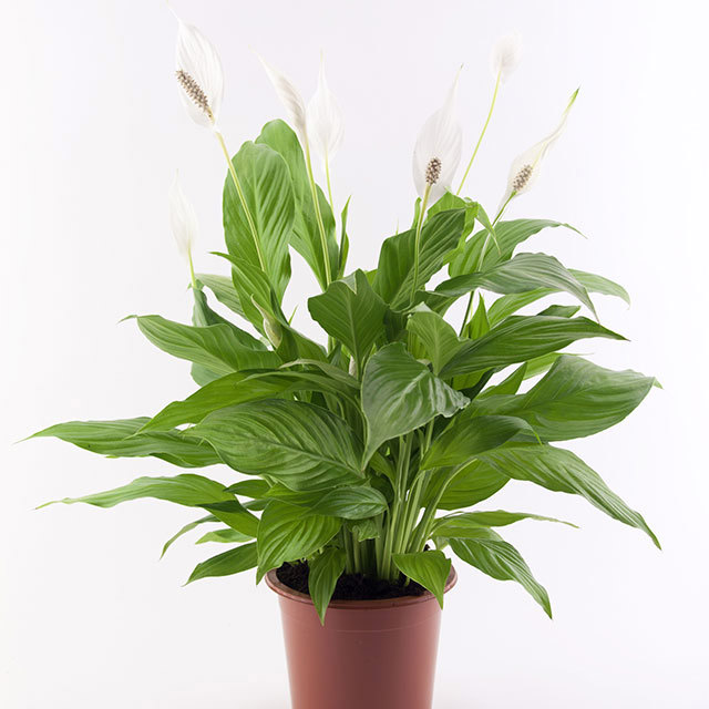 Spathiphyllum Gold Cupido Foglie moscie