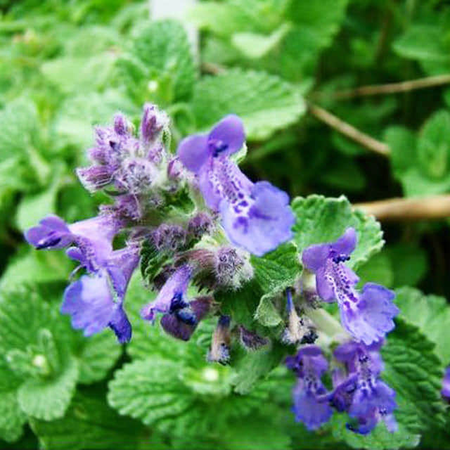 Nepeta faassenii Leggy Stems