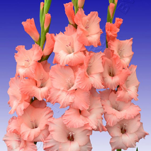 Gladiolus Flevo Quote