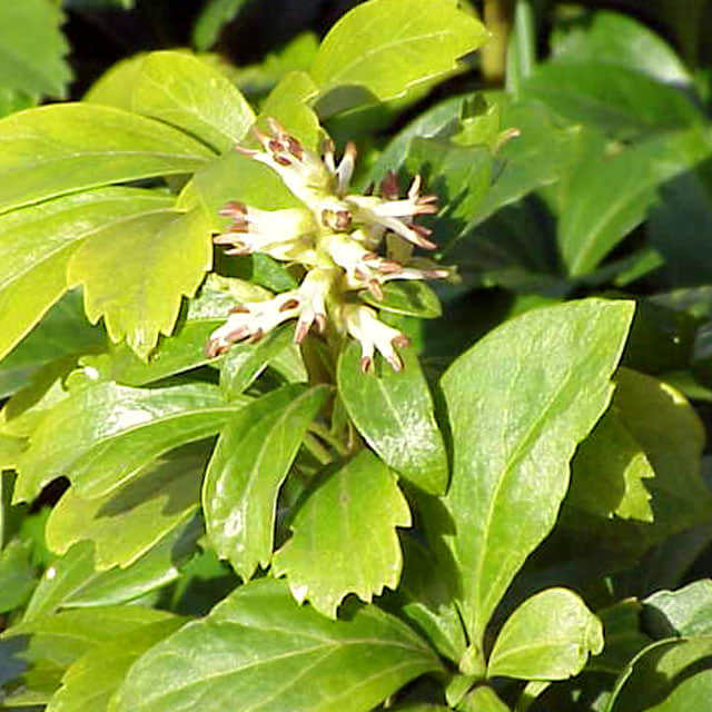 Pachysandra terminalis