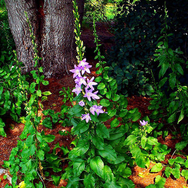 Campanula pyramidalis
