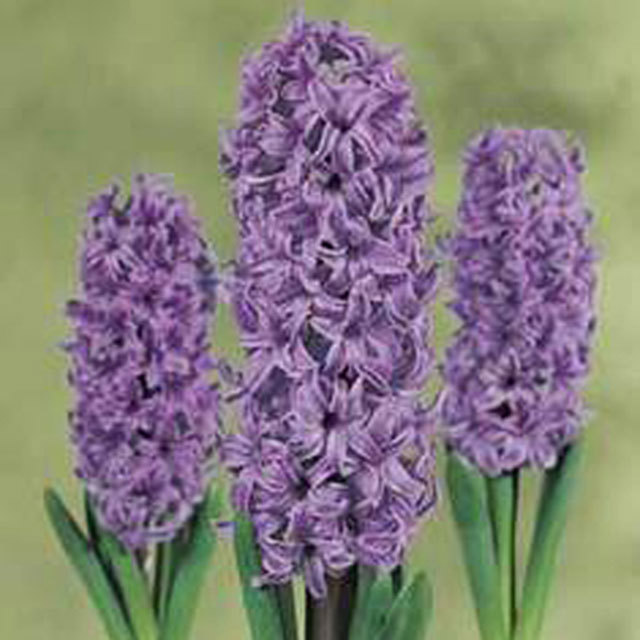 Hyacinthus orientalis Ostara