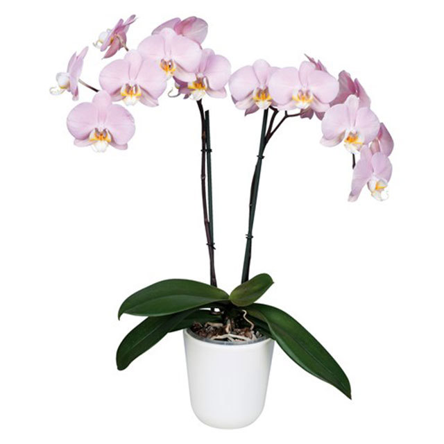 Phalaenopsis Padova