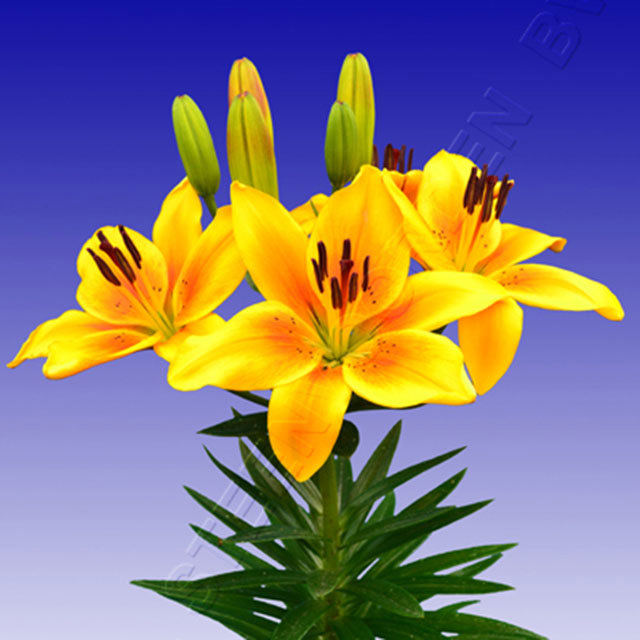 Lily Golden Joy Sudden Leaf Drop