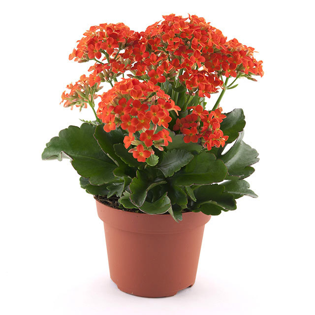 Kalanchoe Passion Acheron White Cottony Spots