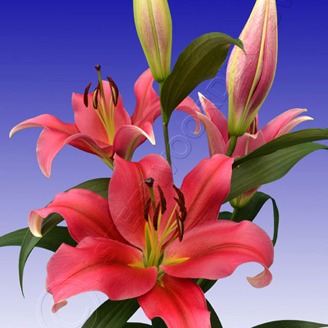 Lilium OT Sensi Drooping Leaves